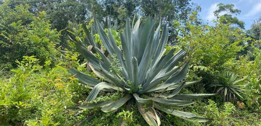 Vendo Finca En Las Terrenas