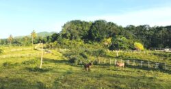 Vendo Finca En Las Terrenas