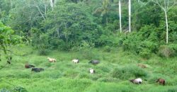 Vendo Finca En Las Terrenas