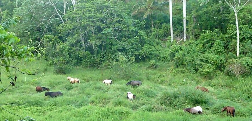 Vendo Finca En Las Terrenas