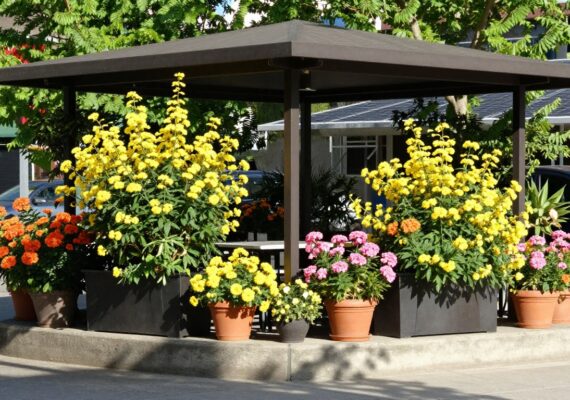 Lantana: la planta que da color a tu jardín