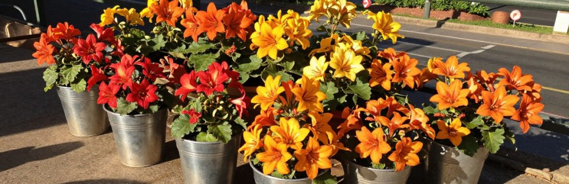 Cómo regar geranios en verano para una floración óptima