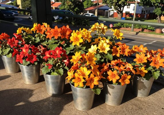 Cómo regar geranios en verano para una floración óptima