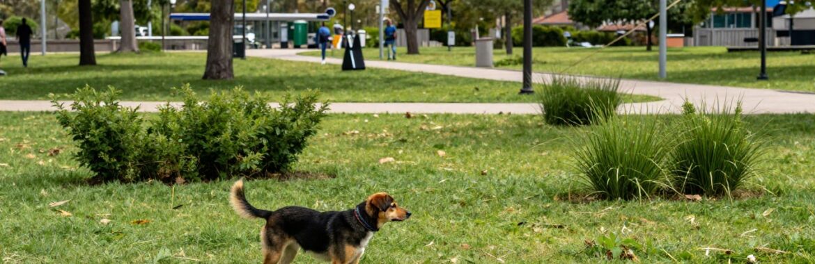 Cómo mejorar el bienestar emocional de los perros
