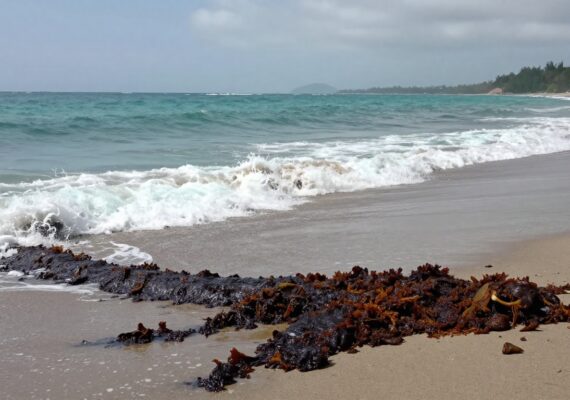 Sargazo en el Caribe 2026: Gestión y desafíos